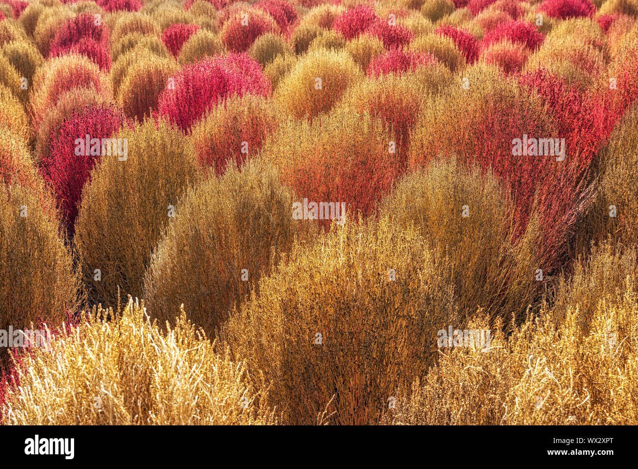 Kochia scoparia autunno Foto Stock