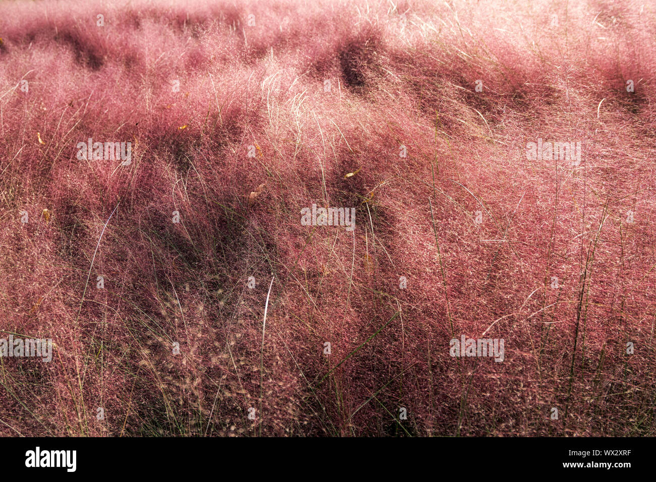 Rosa erba muhly Foto Stock