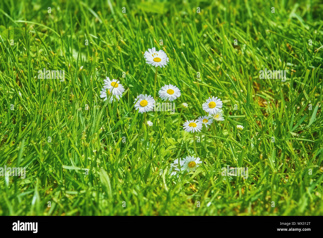 Fiori di camomilla in erba Foto Stock