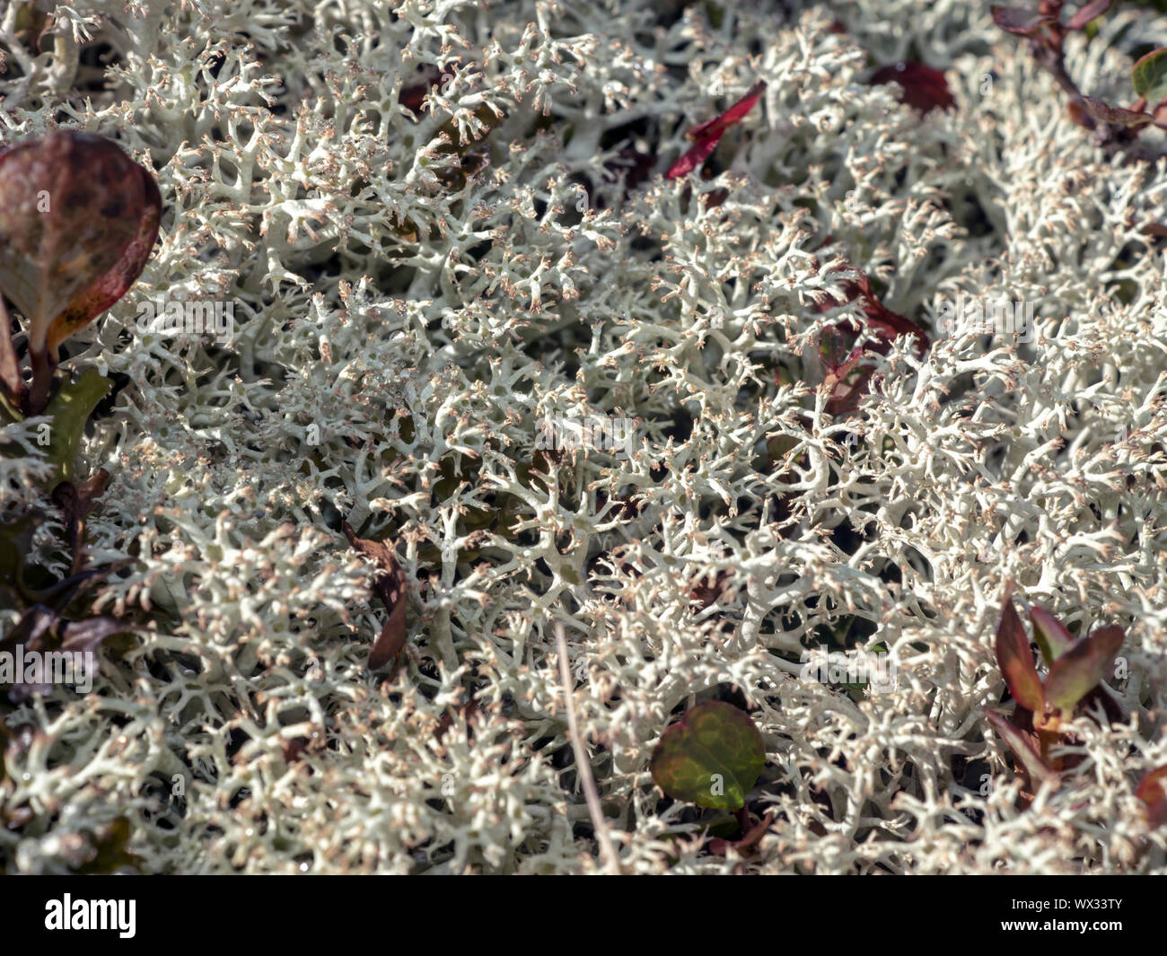 Licheni delle renne (Cladonia rangiferina) Foto Stock