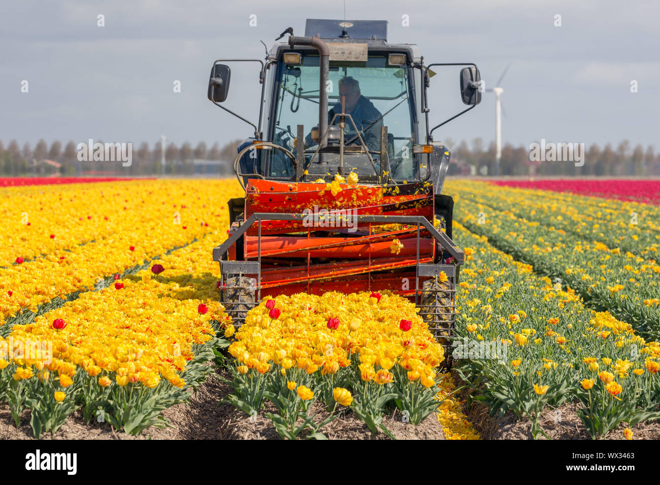 Contadino al trattore è il taglio di capi di tulip fiori Foto Stock