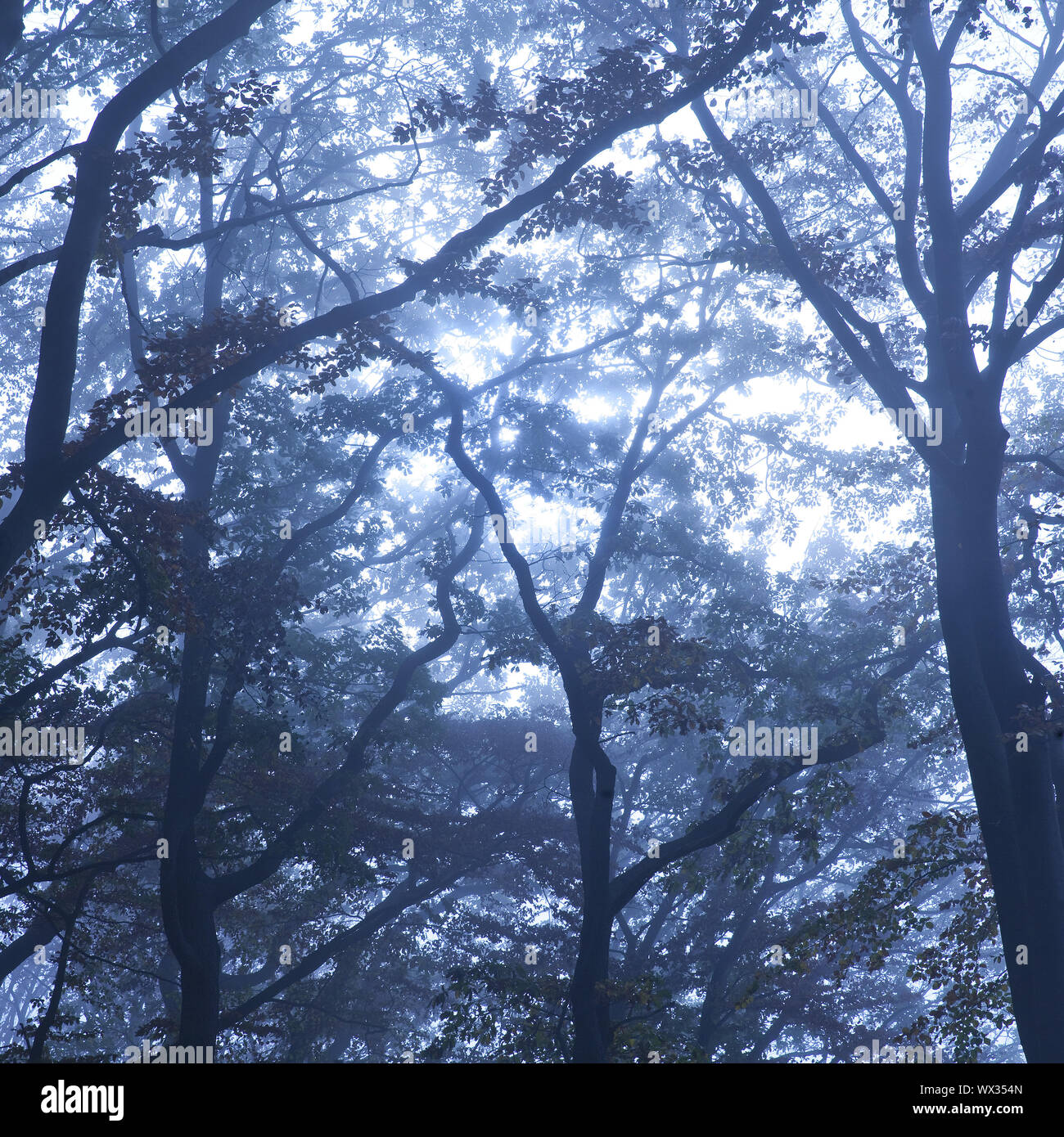 Misteriosa nebbia paesaggio forestale all'alba, Witten, Renania settentrionale-Vestfalia, Germania, Europa Foto Stock