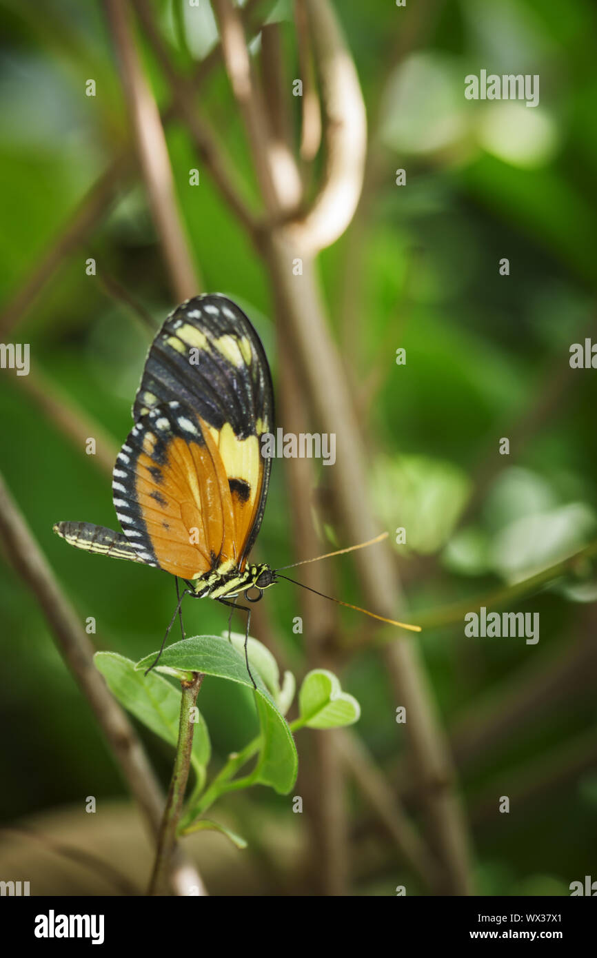 Heliconius melpomene : vista laterale postino Butterfly Foto Stock