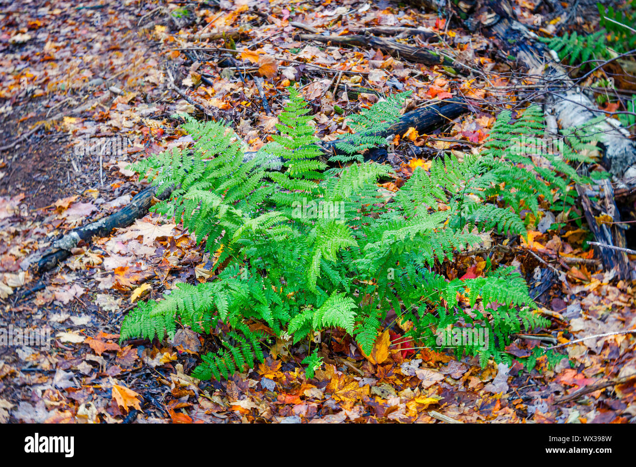 Impianto di felce accoccolato tra le foglie cadono sul suolo della foresta. Foto Stock