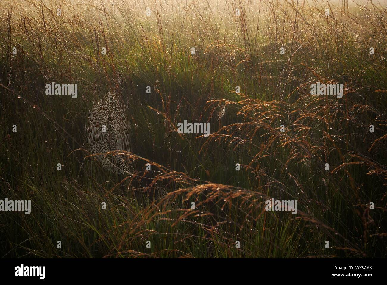 Una spider web con inizio Rugiada di mattina su Crompton Moor Foto Stock