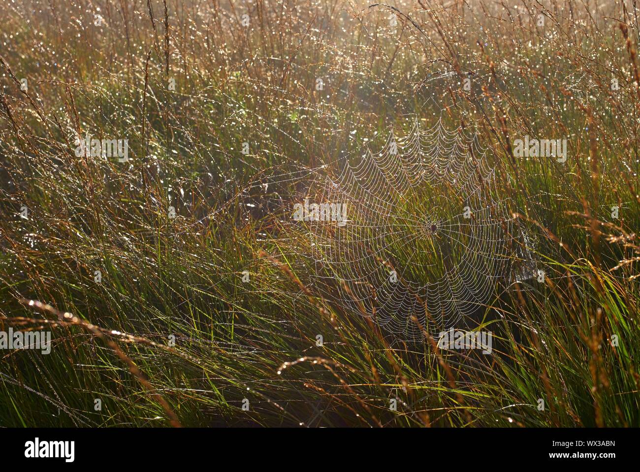 Una spider web con inizio Rugiada di mattina su Crompton Moor Foto Stock