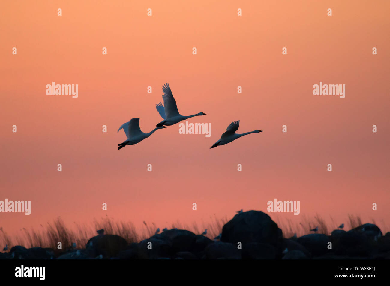 Flying swans drammaticamente contro il cielo al tramonto. Due Bewick's cigni Foto Stock