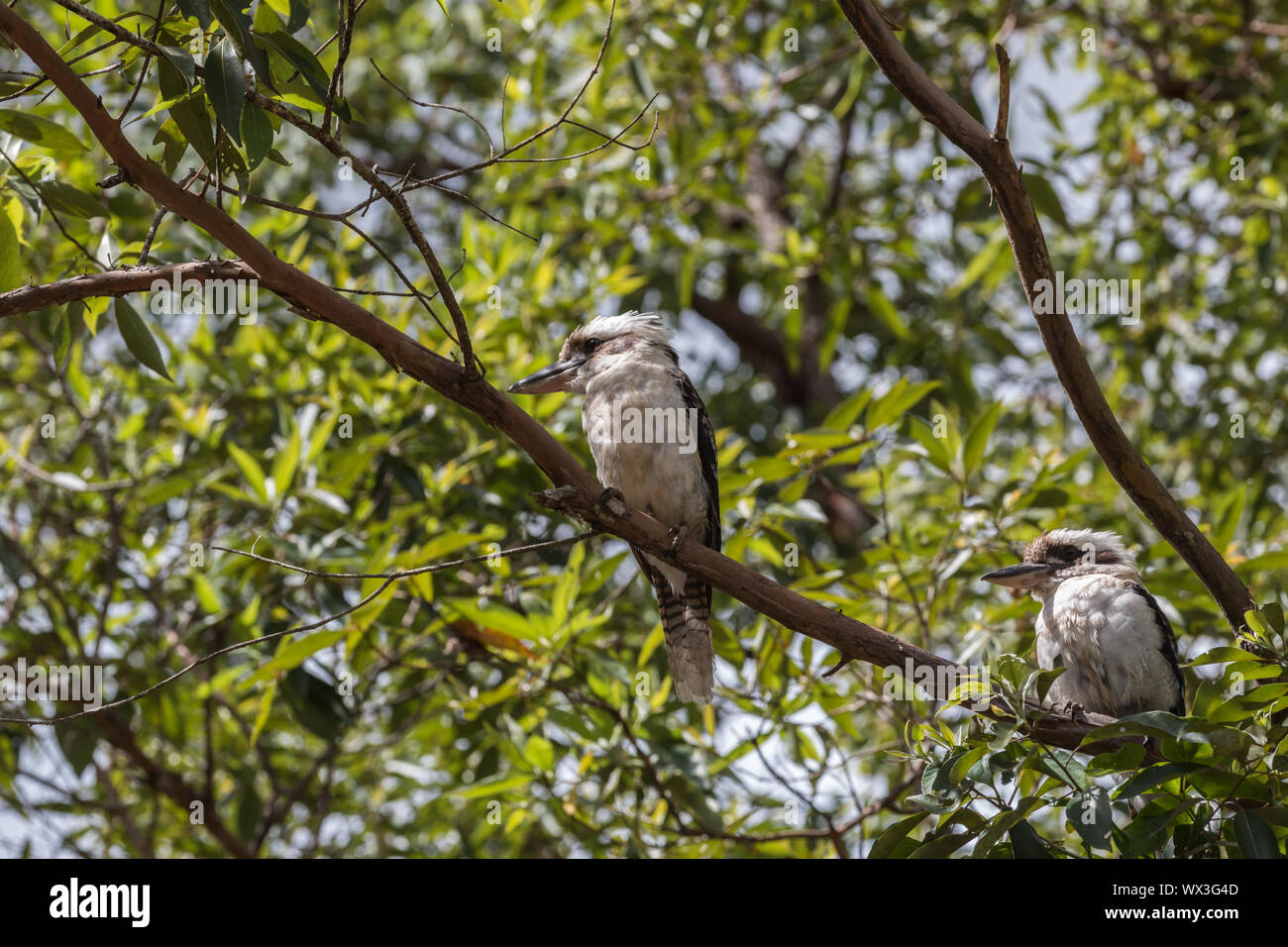 Una coppia di ridere Kookaburras, Queensland, Australia Foto Stock