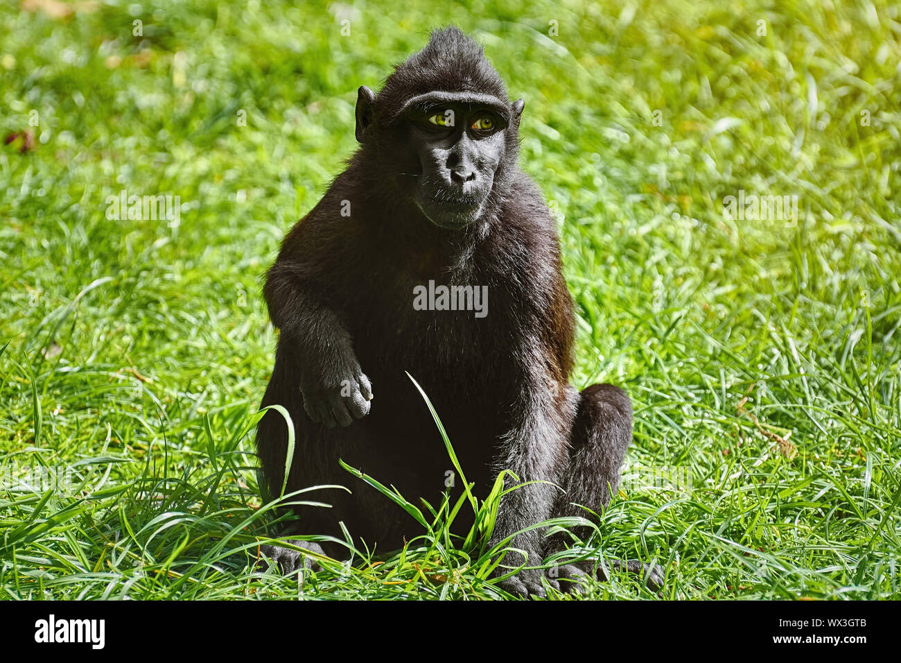 Celebes macaco crestato Foto Stock