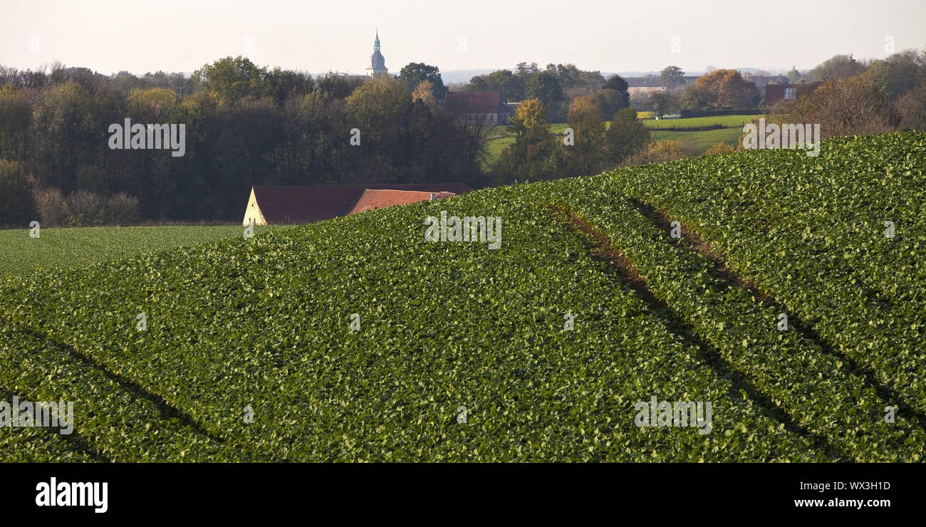 Il paesaggio agricolo con il campanile di San Martinus chiesa, Nottuln, Muensterland, Germania, Europa Foto Stock