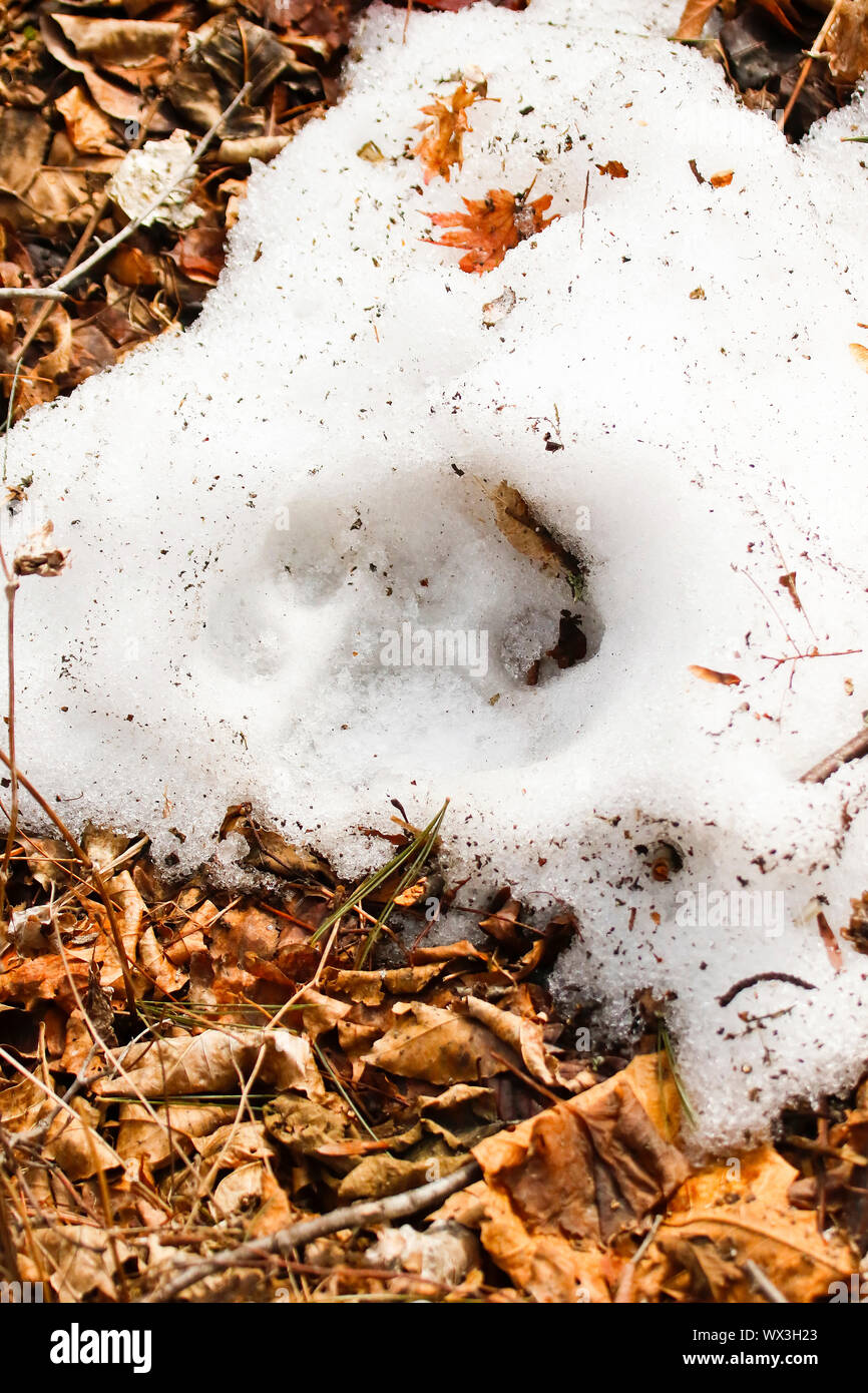 Tigre di Amur (Panthera tigris altaica) Impronte sulla neve. Proselochny cordon. Lazovsky Riserva Naturale, Sichote-Alin' Mountain Range. Primorsky Krai. Ru Foto Stock