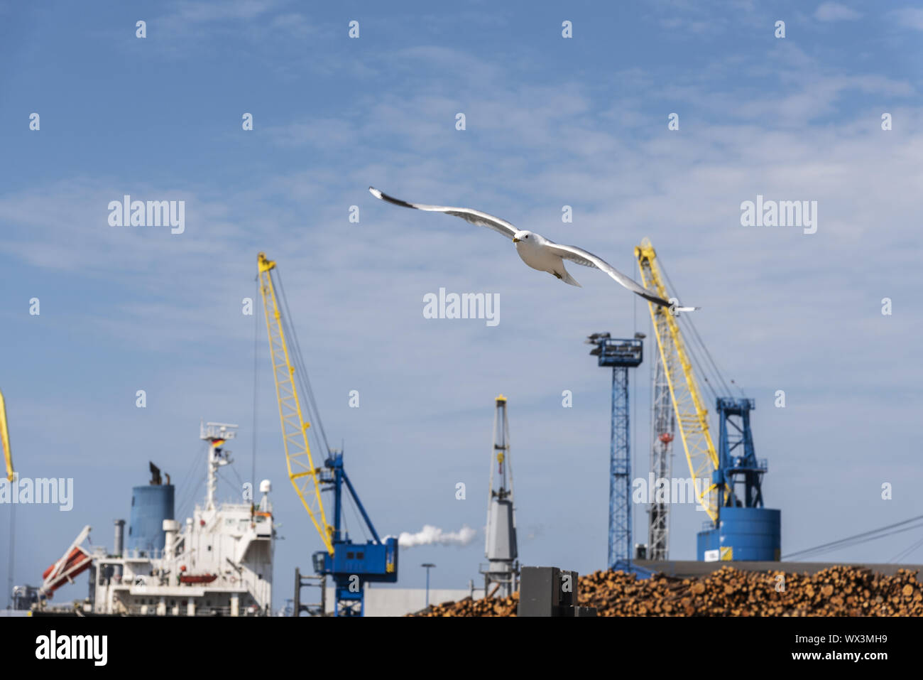 Flying seagull, porto d'oltremare, Wismar, Meclemburgo-Pomerania Occidentale, Germania, Europa Foto Stock