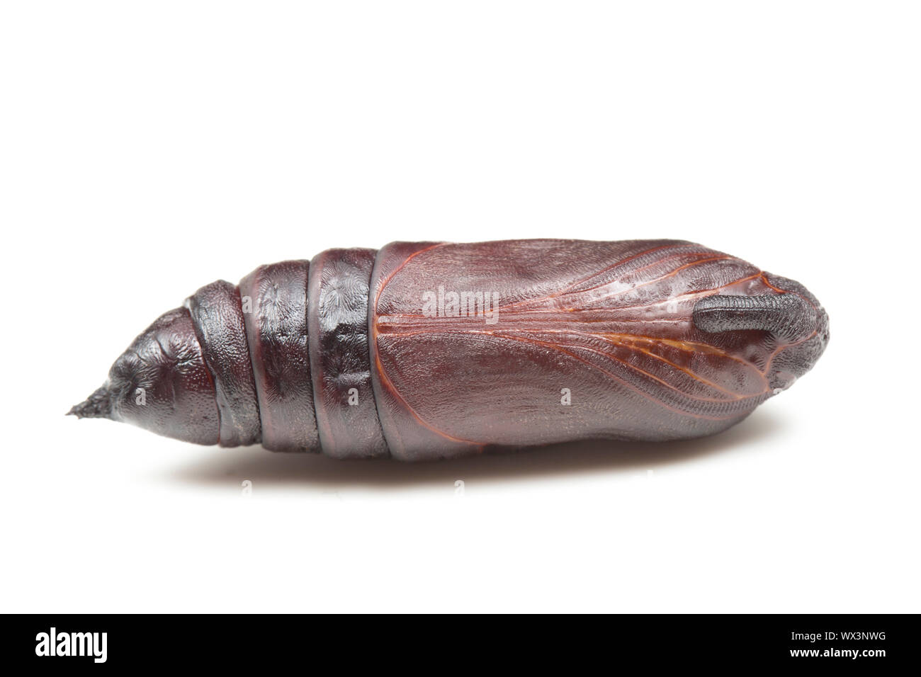 La Crisalide o pupa, del privet Hawk-moth, Sphinx ligustri, fotografati contro uno sfondo bianco. Nord Inghilterra Dorset Regno Unito GB. Foto Stock