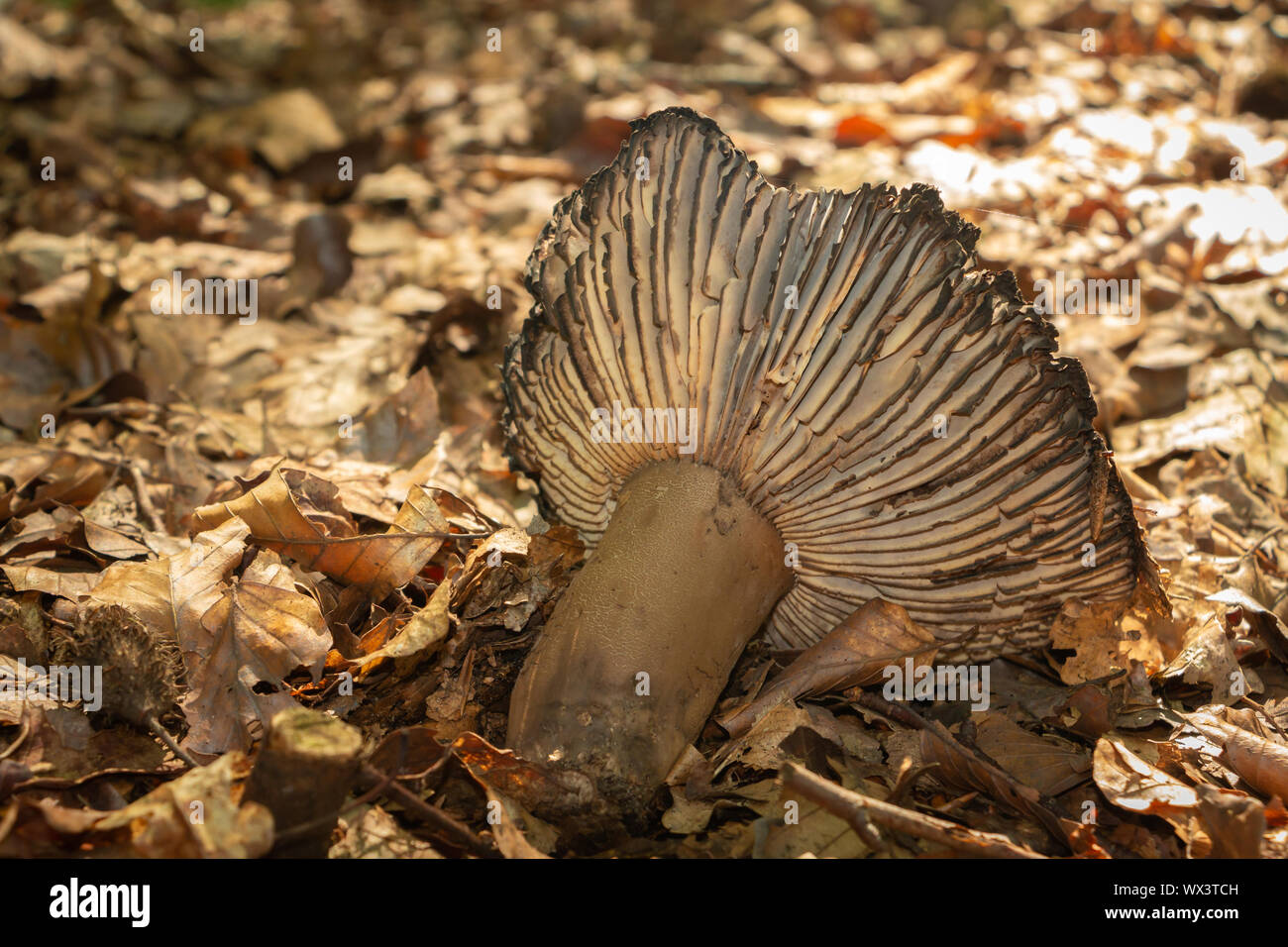 Decadimento nel tempo d'autunno, essiccati caduta foglie e la rottura di un fungo in bella morbida tinte di colore marrone Foto Stock