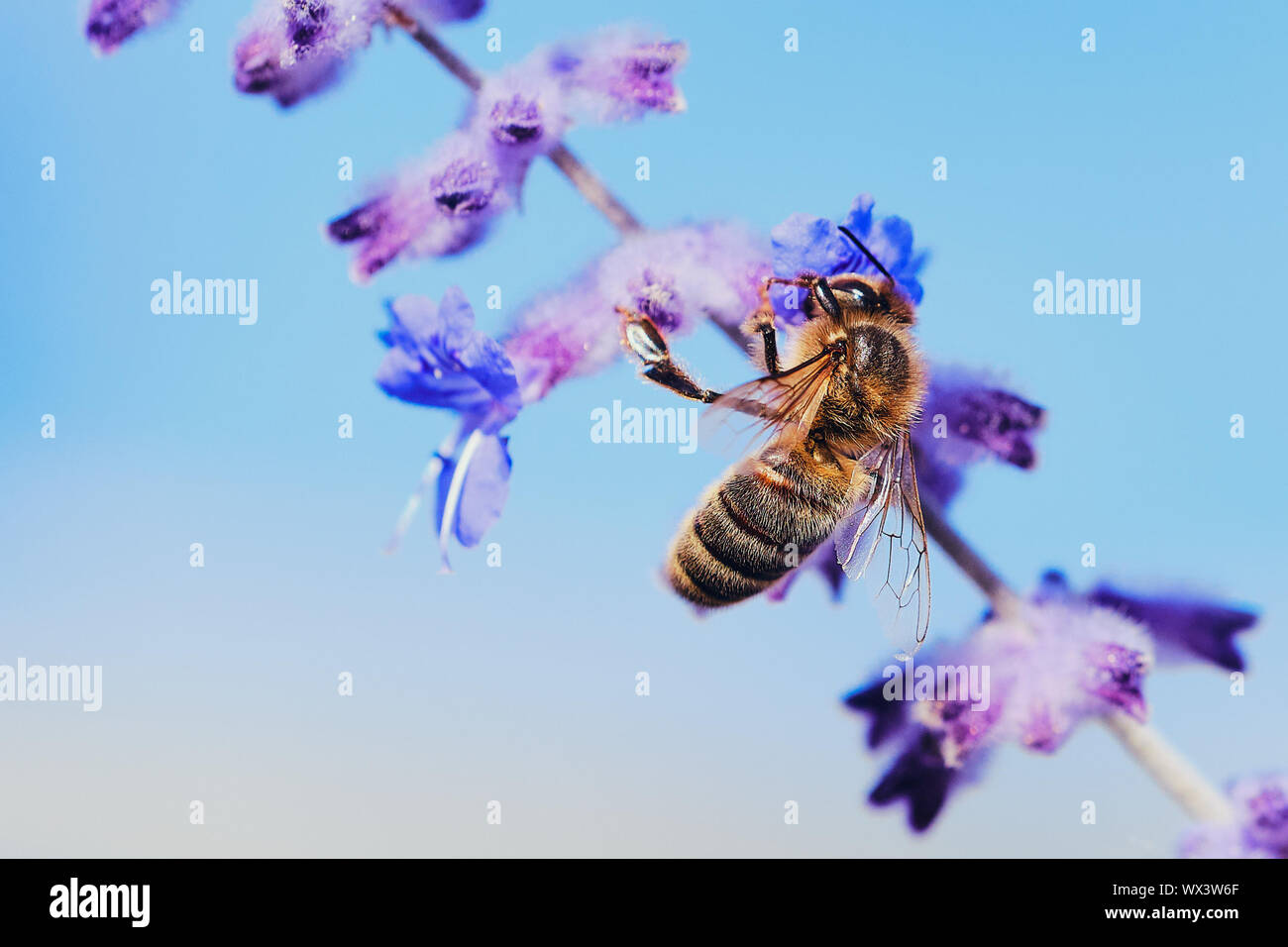 Macro di un ape polline di raccolta su un fiore di lavanda contro il cielo blu Foto Stock