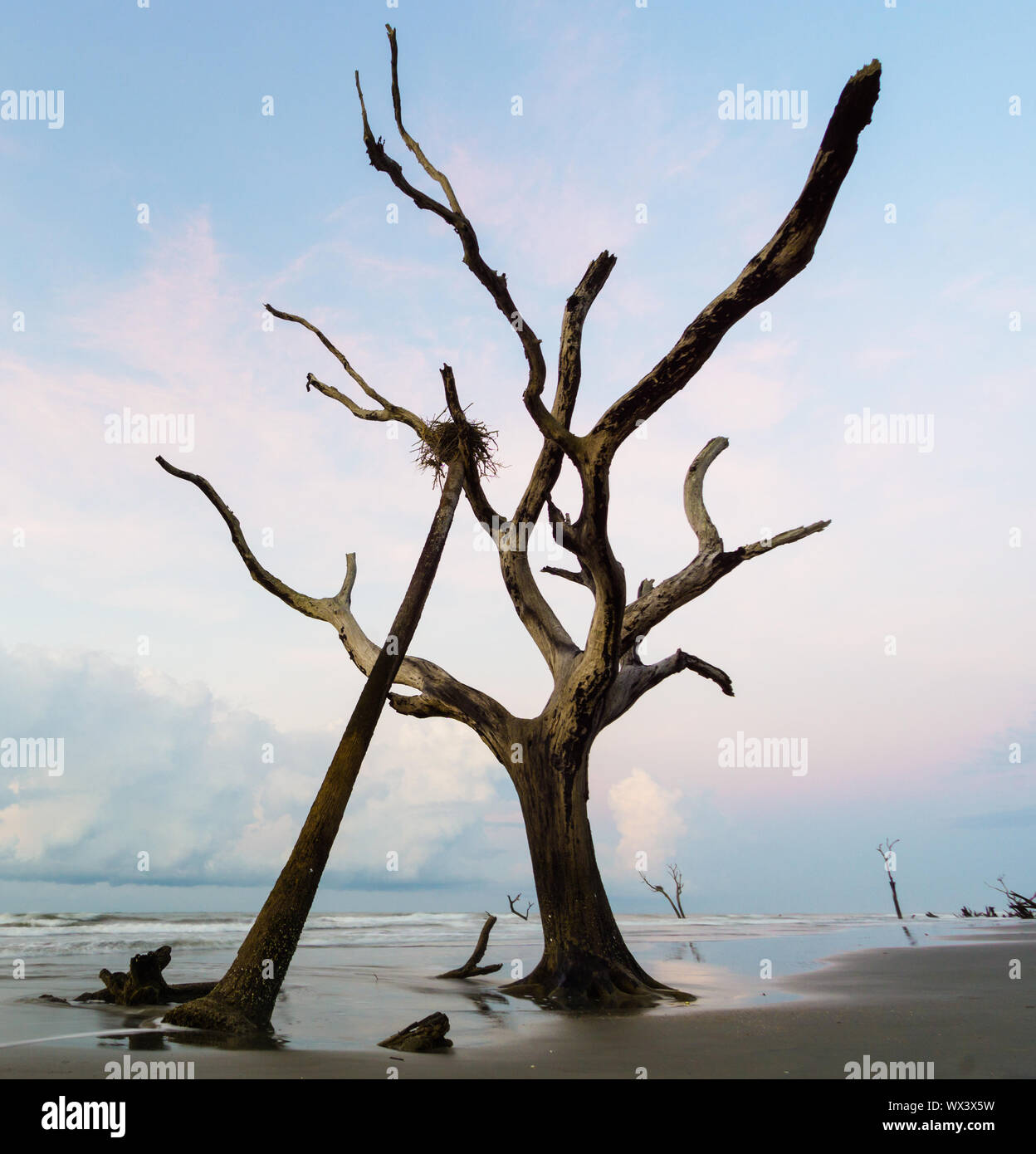 Spiaggia di cimitero in Carolina del Sud con il vecchio driftwood e gli alberi morti e riflessioni a sunrise Foto Stock