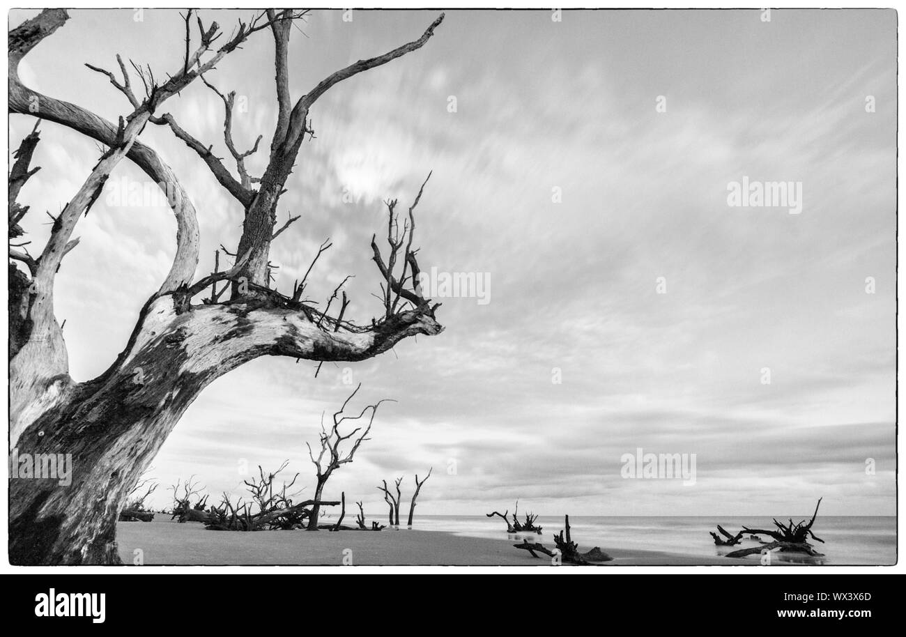 Alberi e driftwood su una deserta spiaggia selvaggia sulla costa del South Carolina Foto Stock