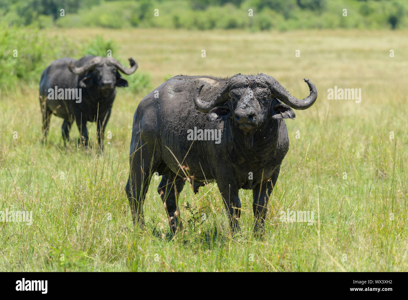 Bufali, Syncerus caffer, due animali, il Masai Mara riserva nazionale, Kenya, Africa Foto Stock