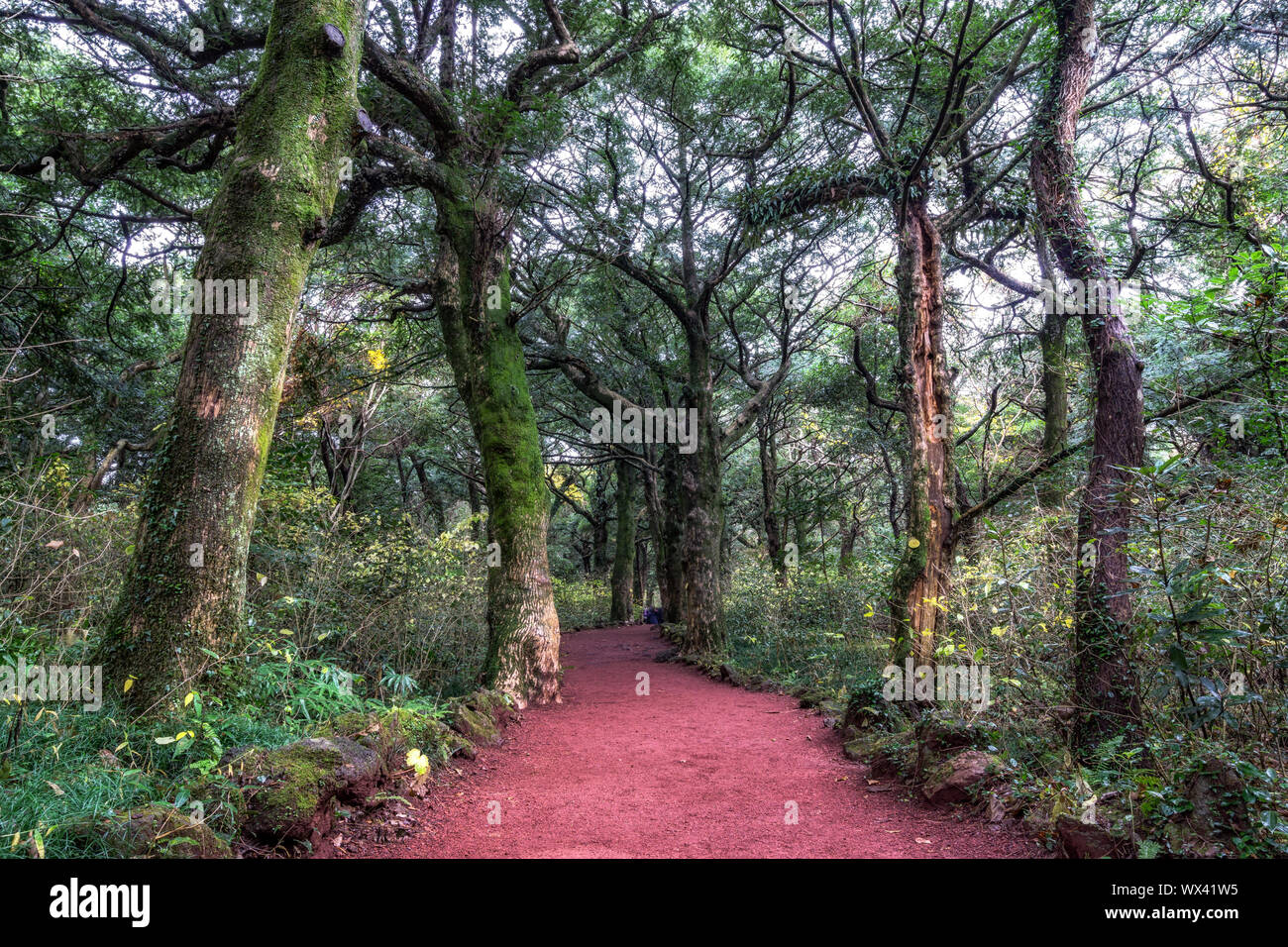 Bijarim sentiero forestale Foto Stock