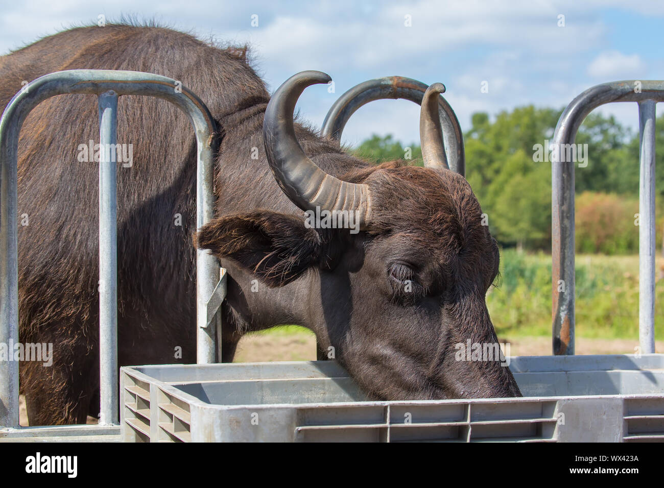 Bufalo d'acqua bere dalla coppa del separatore di condensa al di fuori Foto Stock