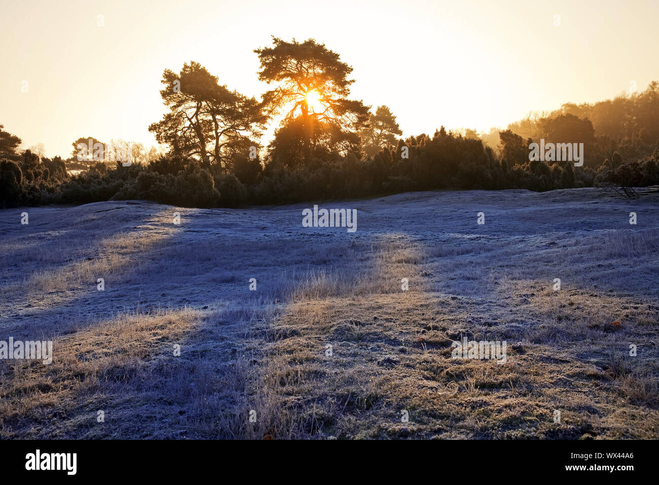 Westruper Heide a sunrise in autunno, Haltern am See, Renania settentrionale-Vestfalia, Germania, Europa Foto Stock