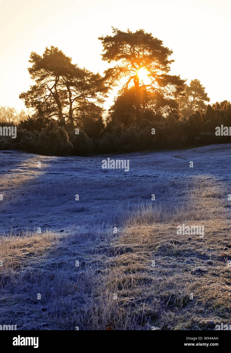 Westruper Heide a sunrise in autunno, Haltern am See, Renania settentrionale-Vestfalia, Germania, Europa Foto Stock