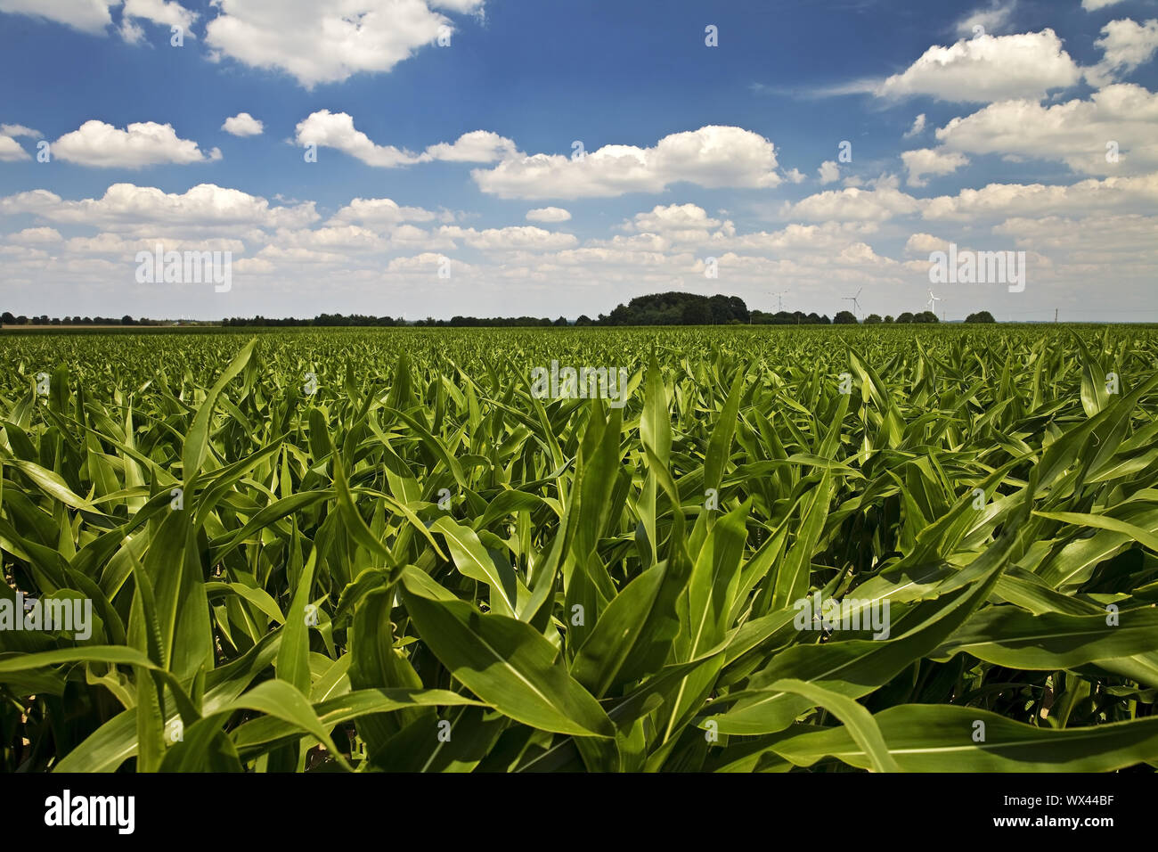 Cornfield, il paesaggio agricolo, Nettetal, Basso Reno, Renania settentrionale-Vestfalia, Germania, Europa Foto Stock