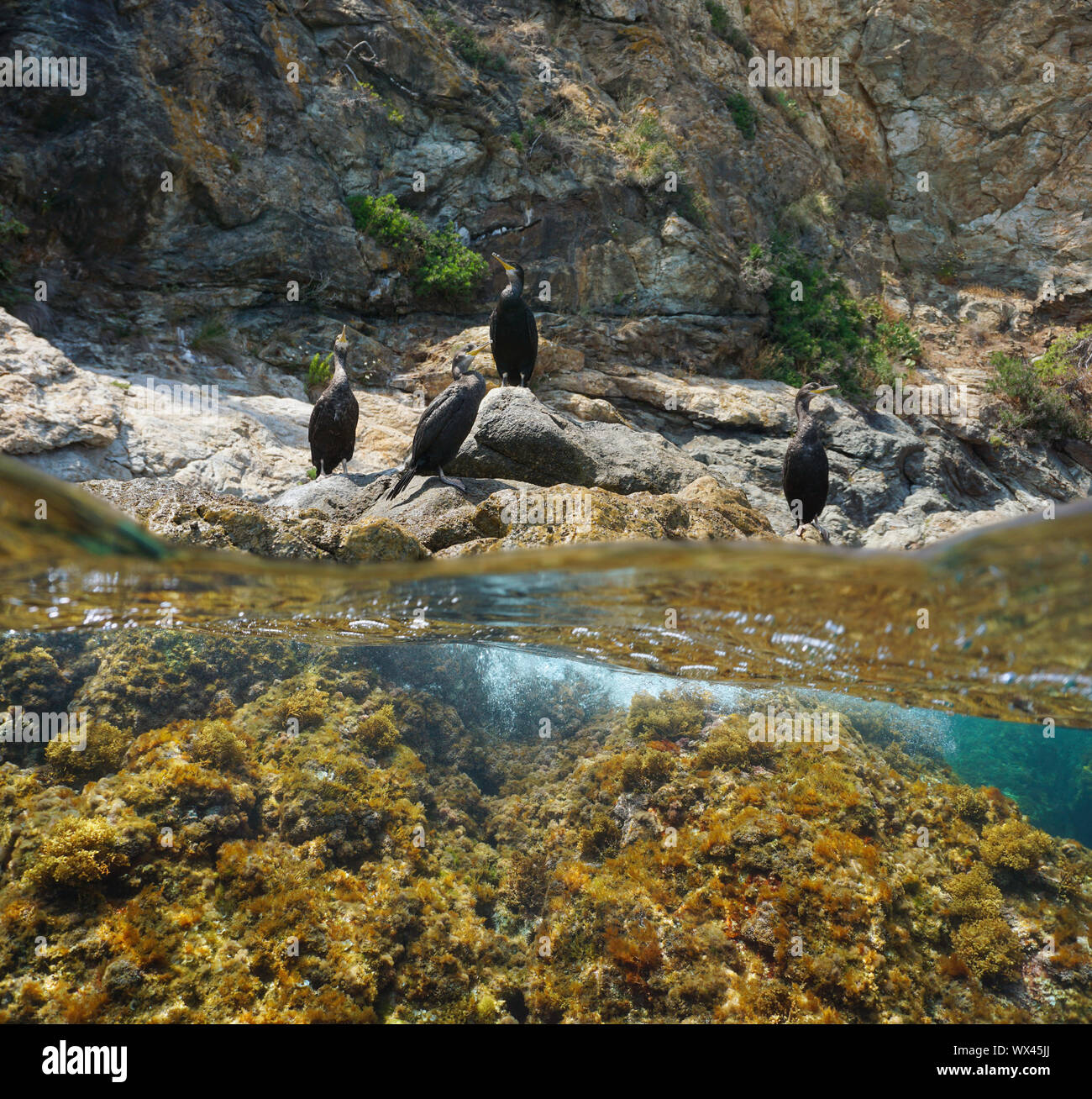 Cormorano uccelli su un mare roccioso riva, Mediterraneo, vista suddivisa al di sopra e al di sotto della superficie dell'acqua, in Spagna, in Costa Brava Catalogna Foto Stock