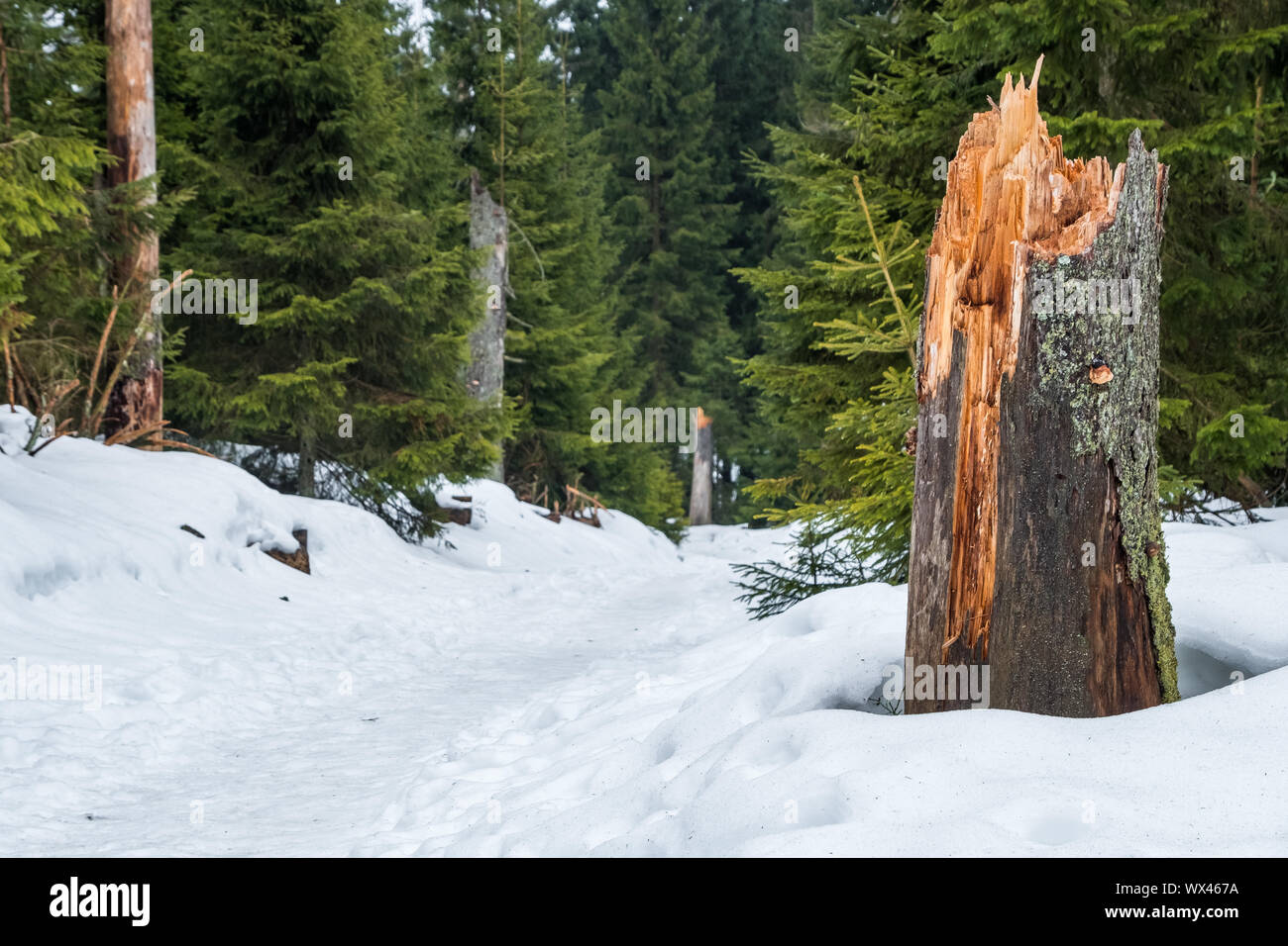 Parco Nazionale di Harz in inverno Oderteich Foto Stock