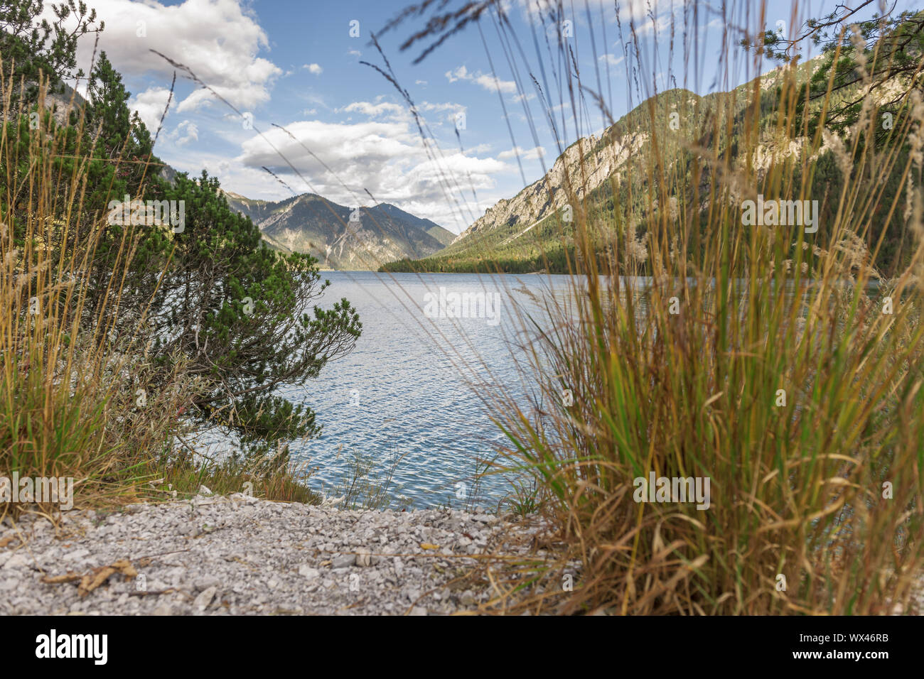 Vegetazione Shore A Plansee Foto Stock