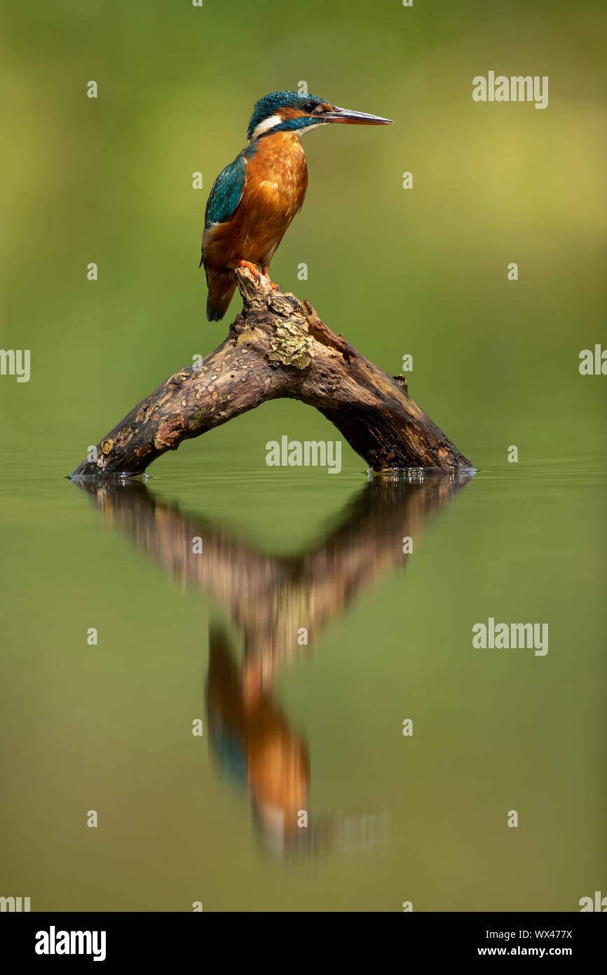 Kingfisher (Alcedo atthis) e la sua riflessione Foto Stock