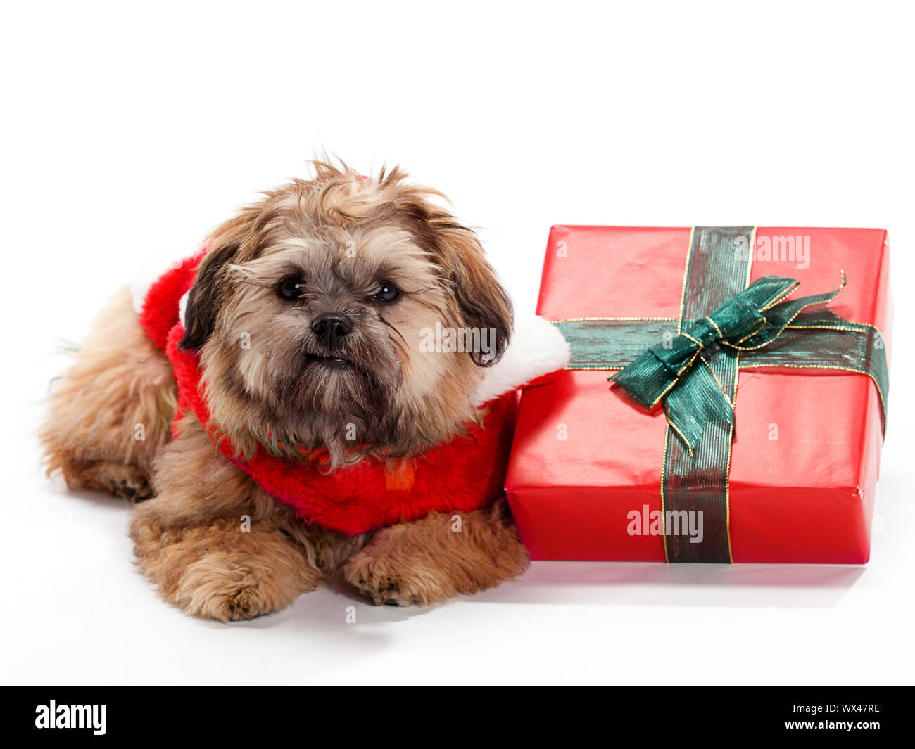 La posa di Natale Shi Poo Foto Stock