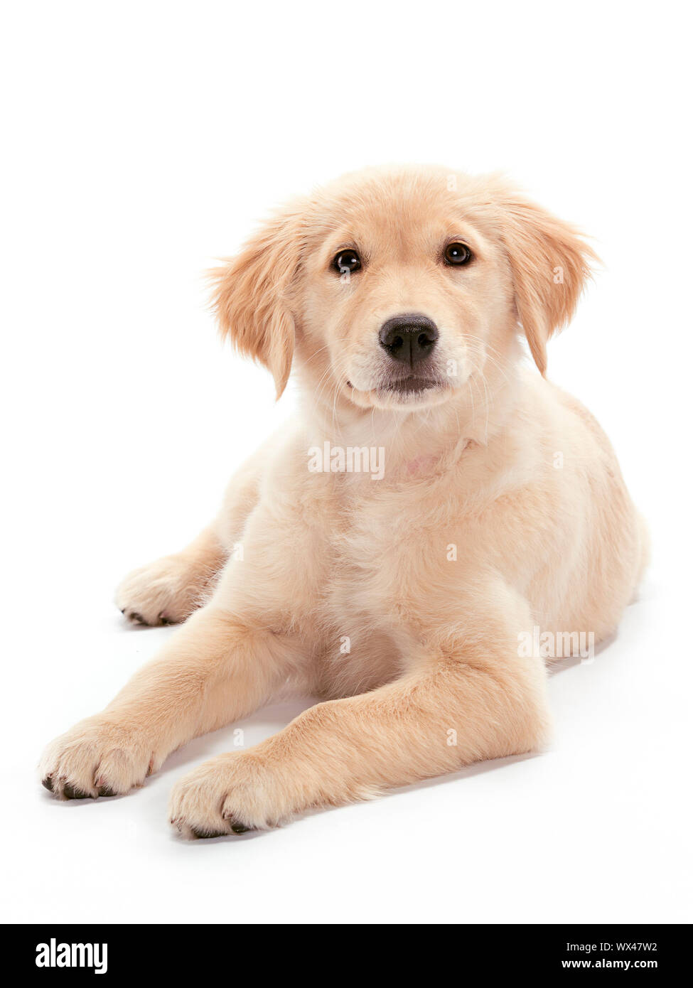 Golden Retriever cucciolo Foto Stock