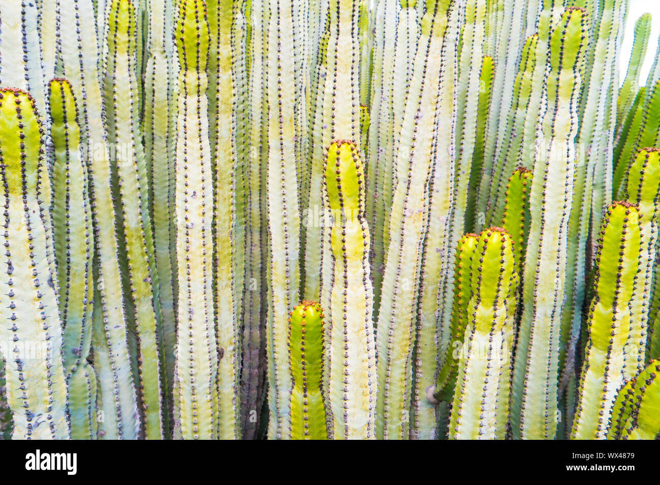 Vista ravvicinata di molti tronchi di cactus di euforbia Foto Stock