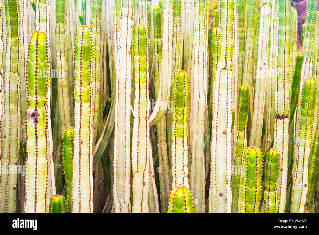 Vista ravvicinata di molti tronchi di cactus di euforbia Foto Stock