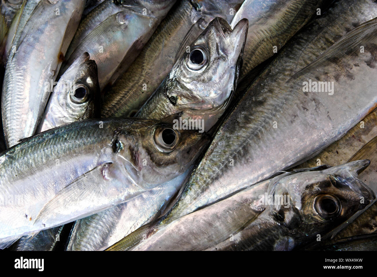 Foto di pesce fresco raccolte di recente dall'oceano Foto Stock