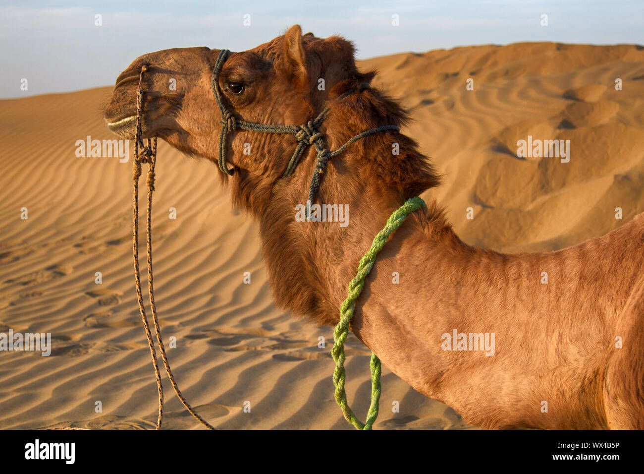Fiero fiero del cammello dromader sullo sfondo delle dune Foto Stock