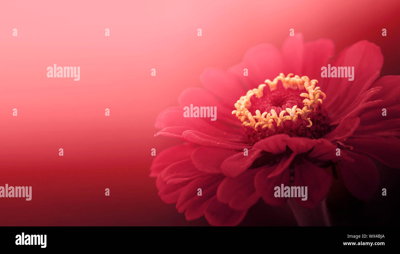 Rosa Zinnia copia in background di sfondo spazio spazio negativo Foto Stock