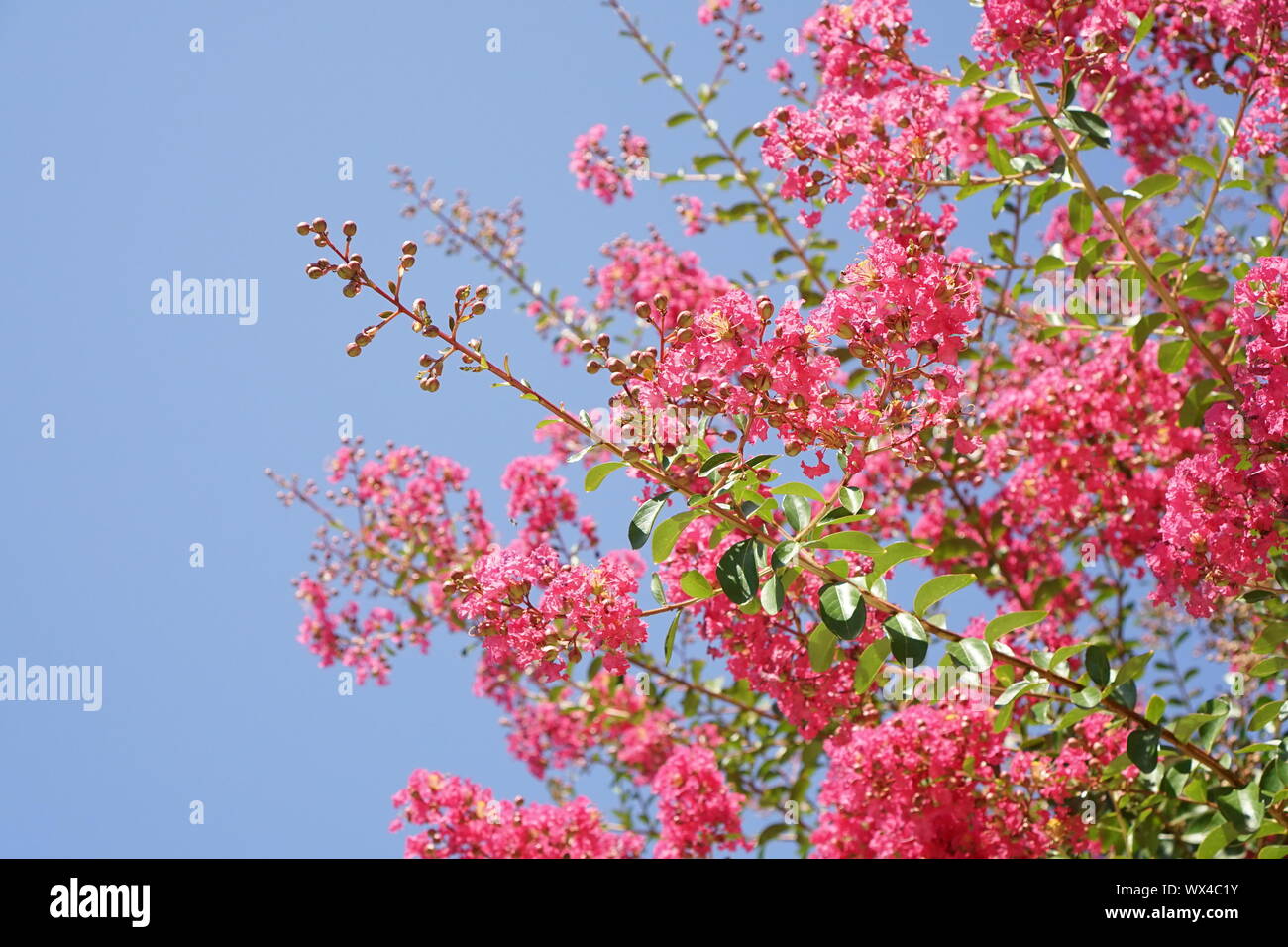 Rosa luminoso fiori contro un luminoso cielo blu chiaro. Foto Stock