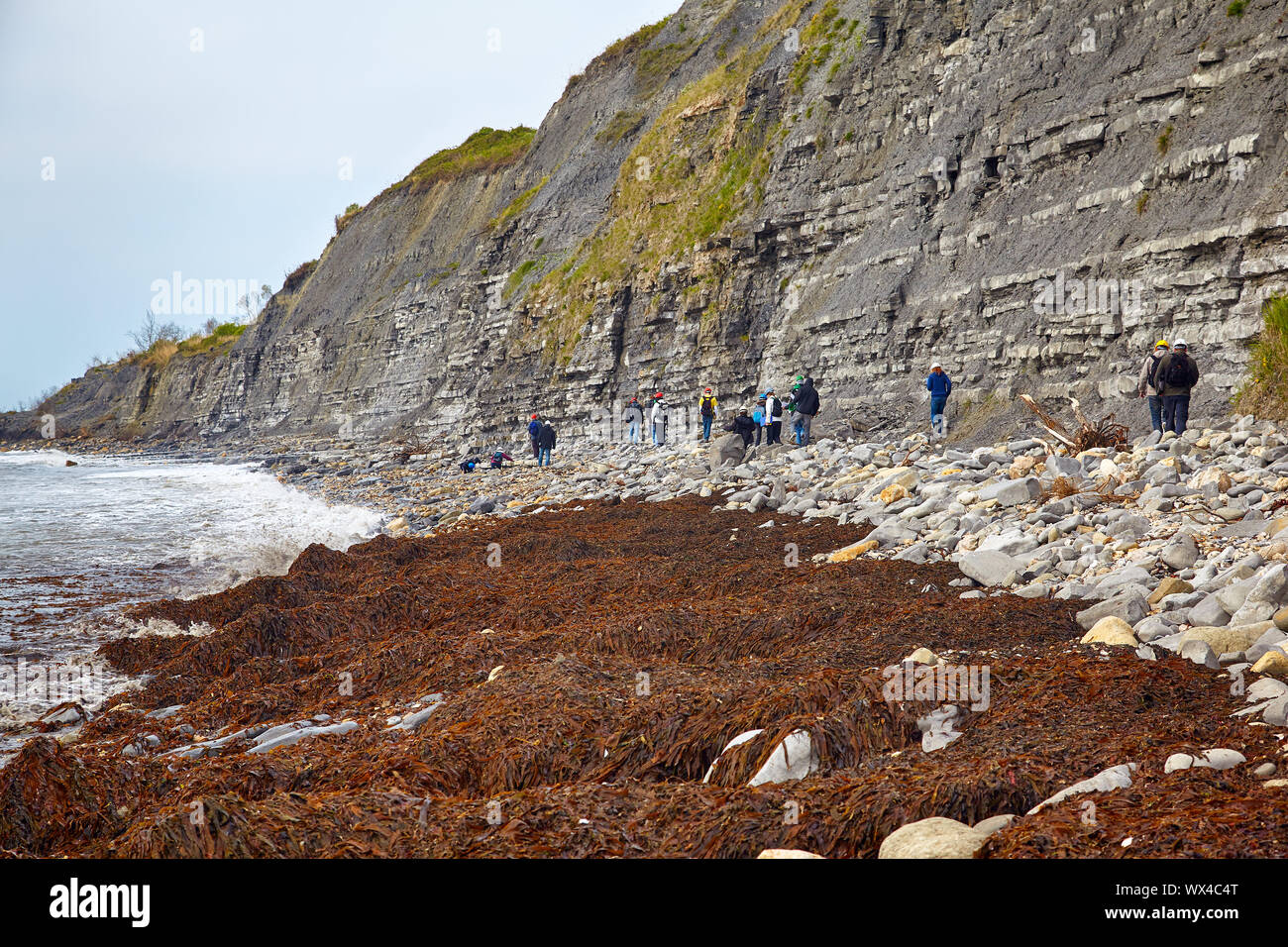 Il litorale di Monmouth Beach con le scogliere di rocce Liassic a Chippel Bay. Il West Dorset. Inghilterra Foto Stock