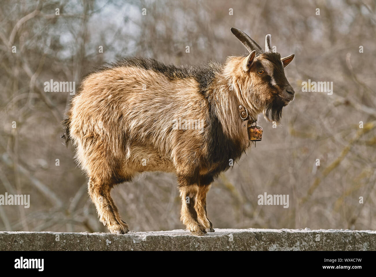 Capra su la recinzione Foto Stock