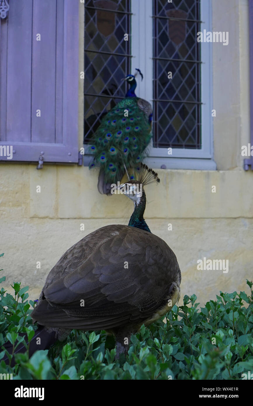 Un pavone e Peahen sorgeva un antico edificio francese. Foto Stock