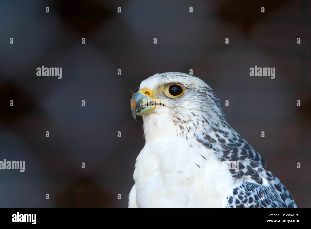 Primo piano di Arctic Falcon. Il più grande falcon specie nel mondo. - Immagine Foto Stock