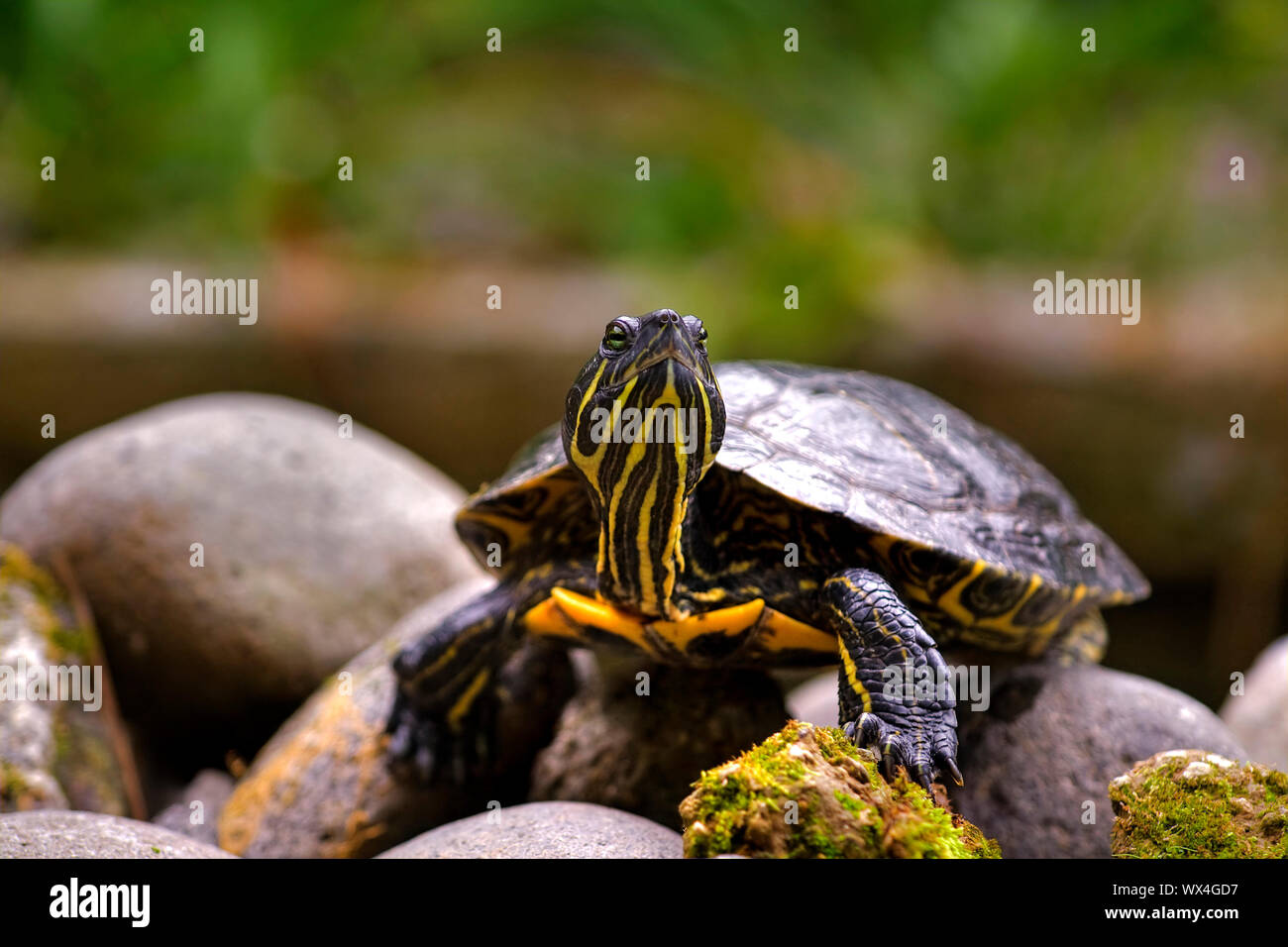 Curiosità orientale tartaruga dipinta da Bali, Indonesia Foto Stock