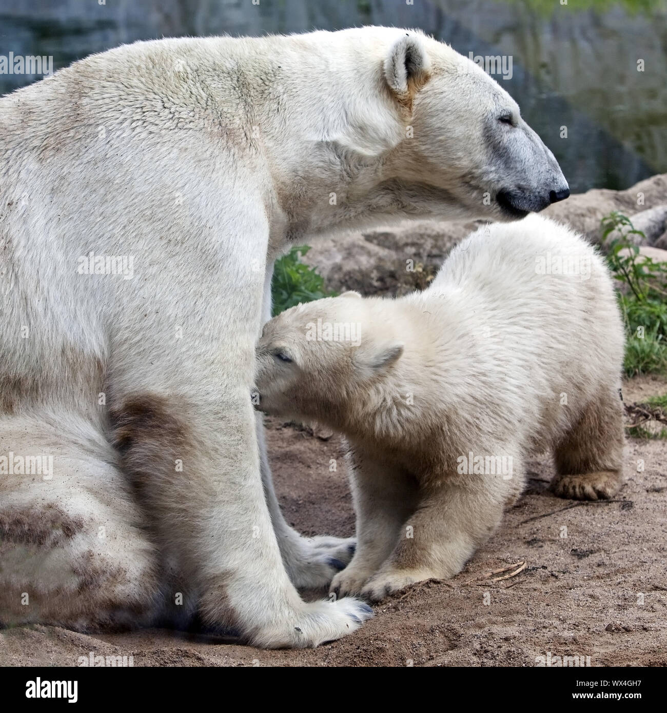 Orso di ghiaccio bambino Nanook e ghiaccio bear madre Lara nello ZOOM Erlebniswelt, Gelsenkirchen, Germania Foto Stock