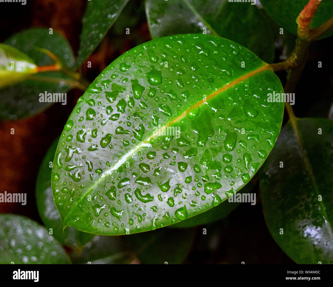 Impianto di gomma foglia con gocce di pioggia (Ficus elastica) Foto Stock