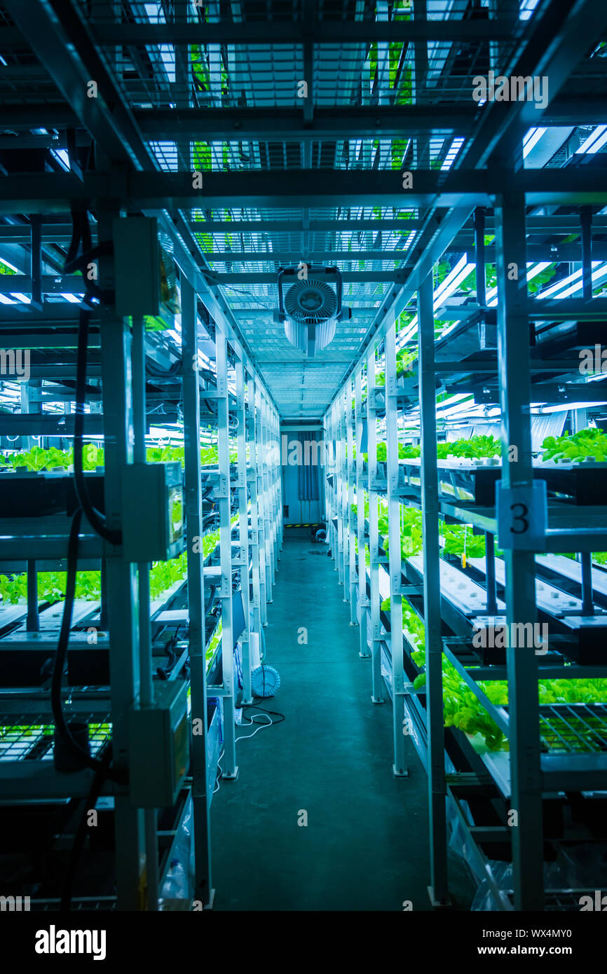 Sistema hydroponic Foto Stock