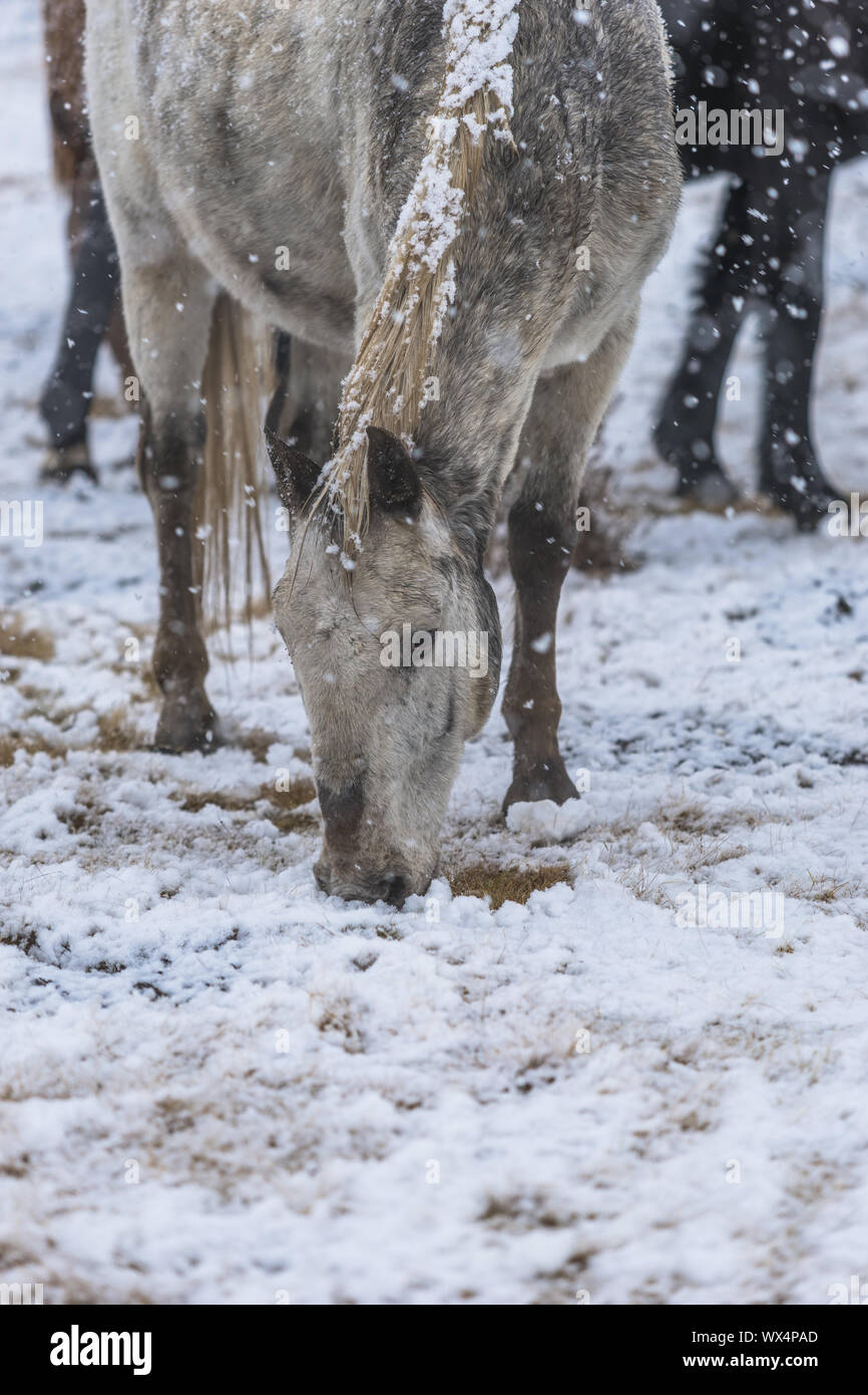 cavallo in neve Foto Stock