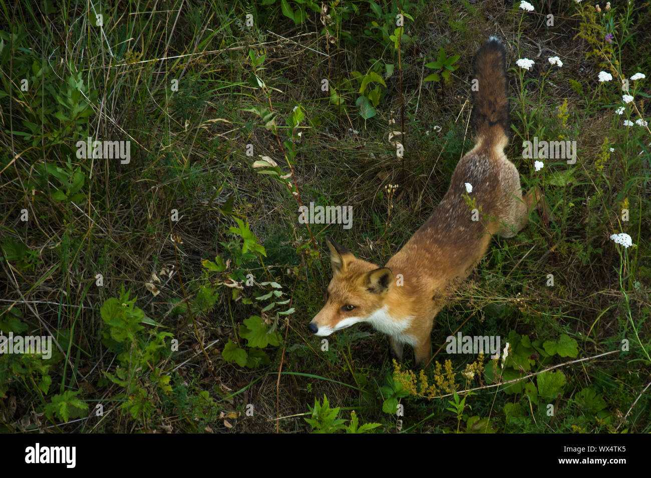 Lo sniffing big fox in erba Foto Stock