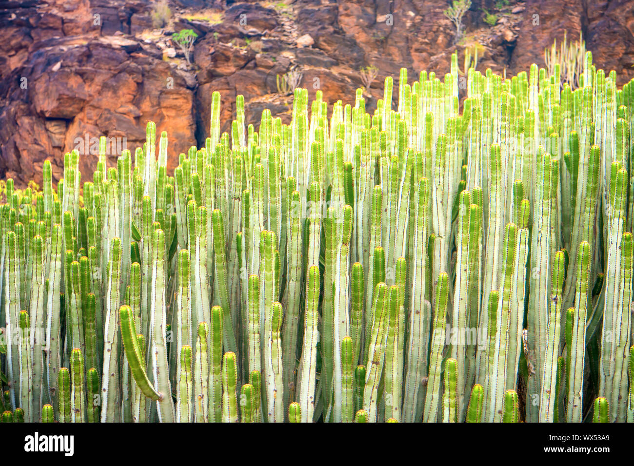 Vista ravvicinata di cactus di euforbia Foto Stock